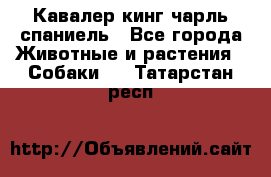 Кавалер кинг чарль спаниель - Все города Животные и растения » Собаки   . Татарстан респ.